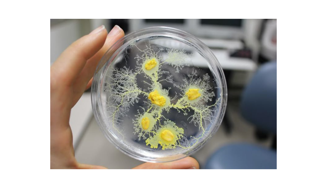 Discovering Novel Plastic-Degrading Enzymes Using AI & Structural Biology