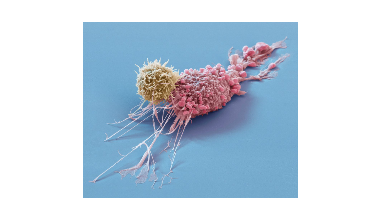 Tackling Antibiotic Resistance: Toward a Universal Antibacterial Strategy